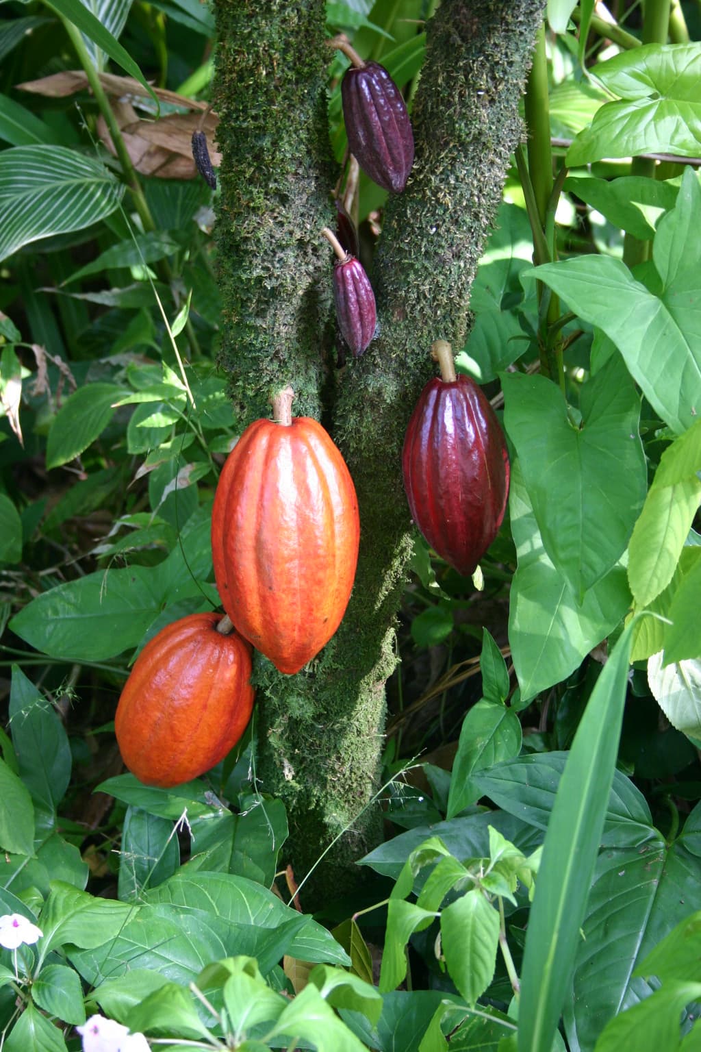 Cacao